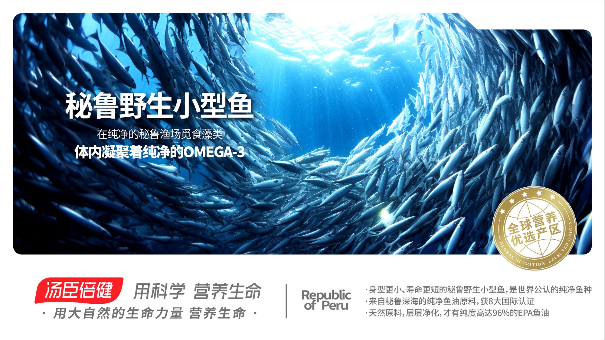 秘鲁 野生小型鱼